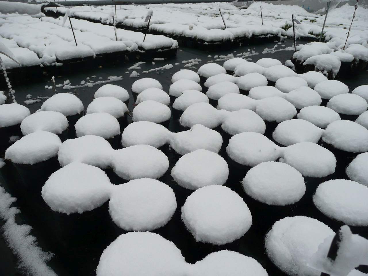 Bien à l'abri sous la neige