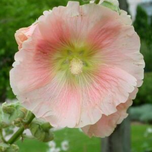 Alcea