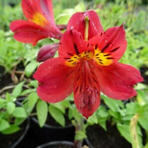 Alstroemeria