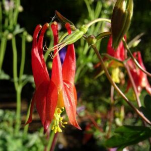 Aquilegia