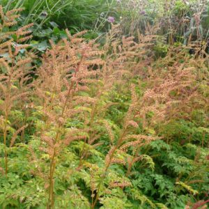Aruncus