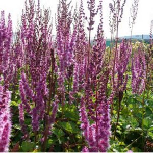 Astilbe