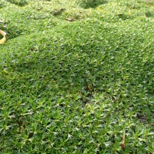 Azorella