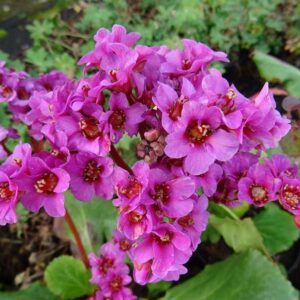 Bergenia