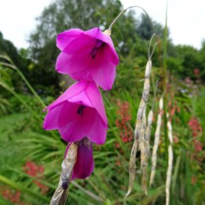 Dierama