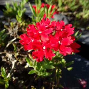 Glandularia