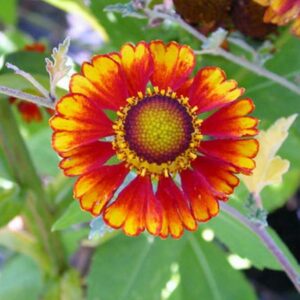 Helenium