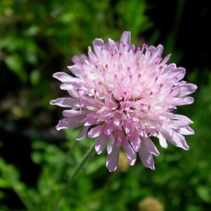 Knautia