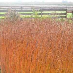 Molinia