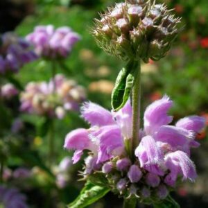 Phlomis