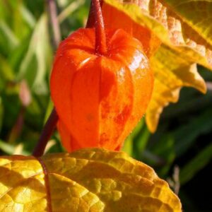 Physalis