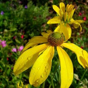 Rudbeckia