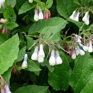Symphytum