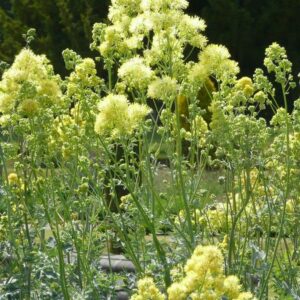 Thalictrum