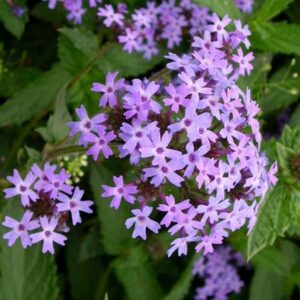 Verbena