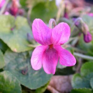 Viola