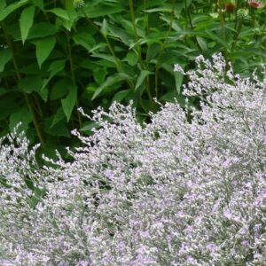 Limonium