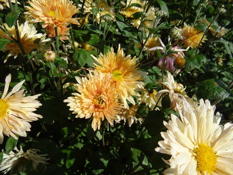 chrysanthemum_h_apricot
