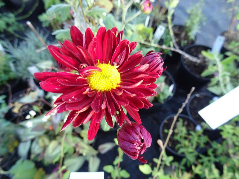 chrysanthemum_h_winnings_red