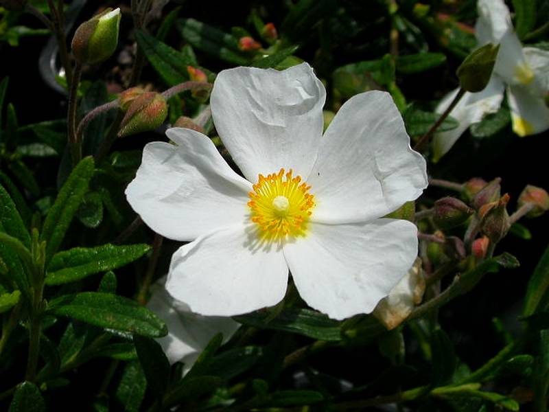 halimiocistus_sahucii