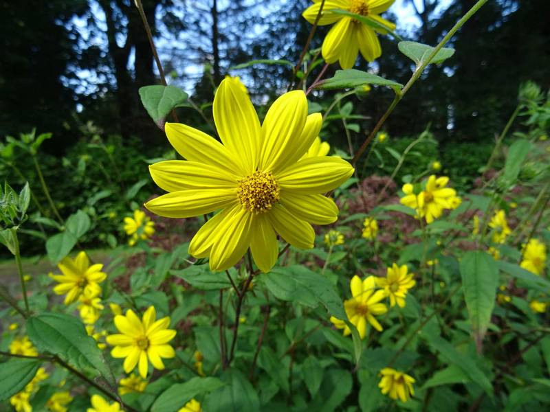 helianthus_microcephalus