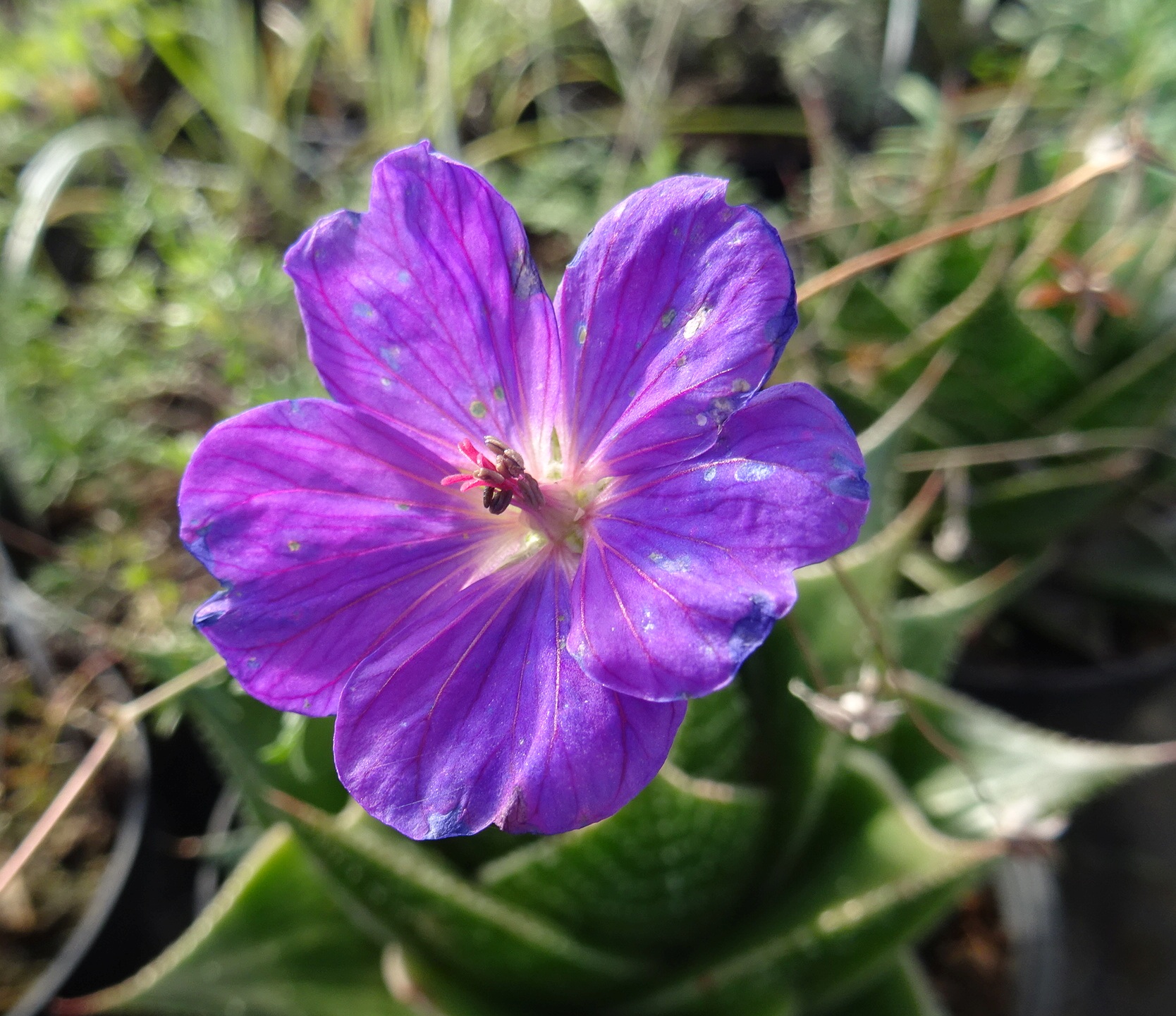 geranium_incanum