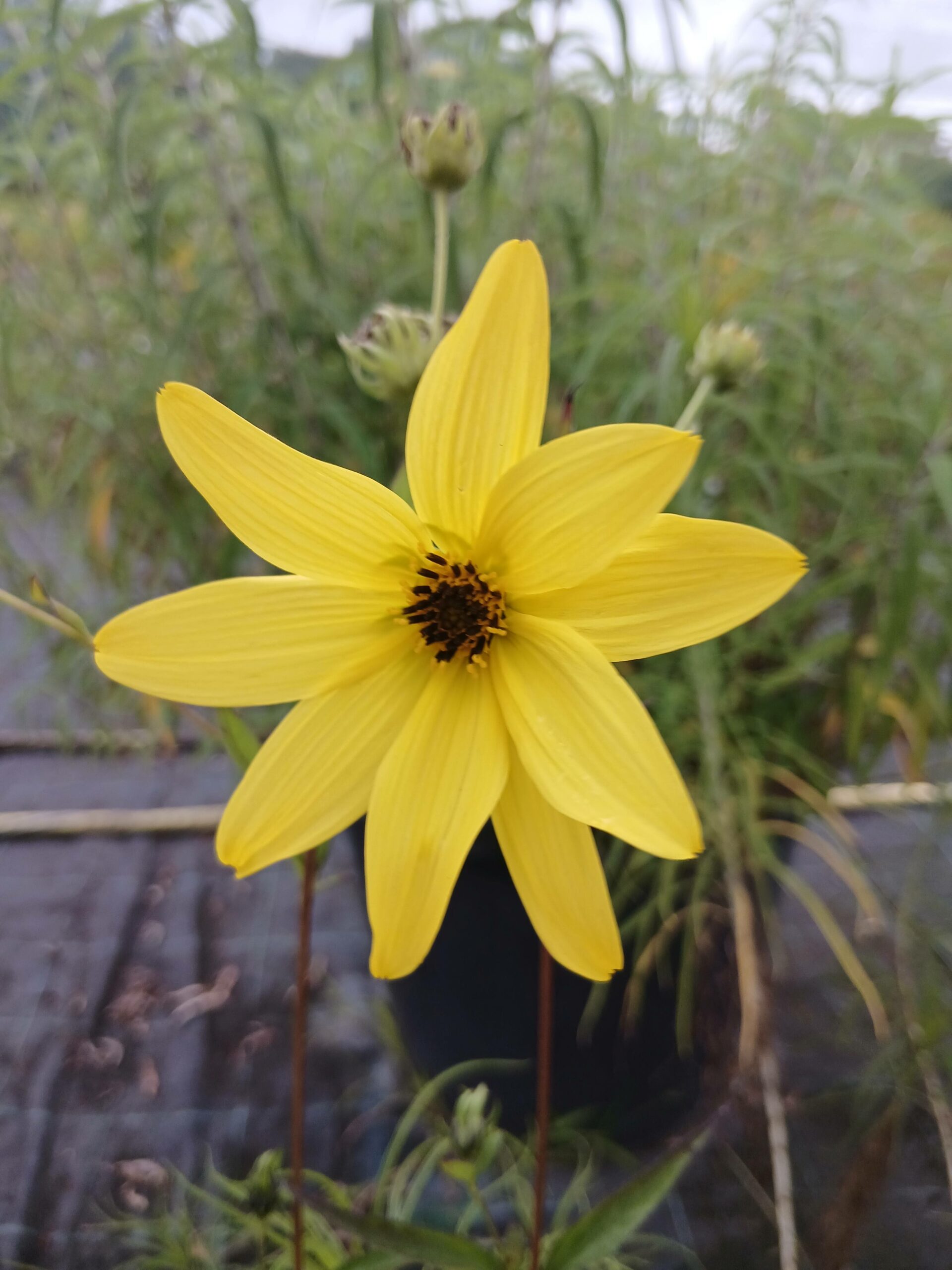 helianthus_h_anne-1.jpg
