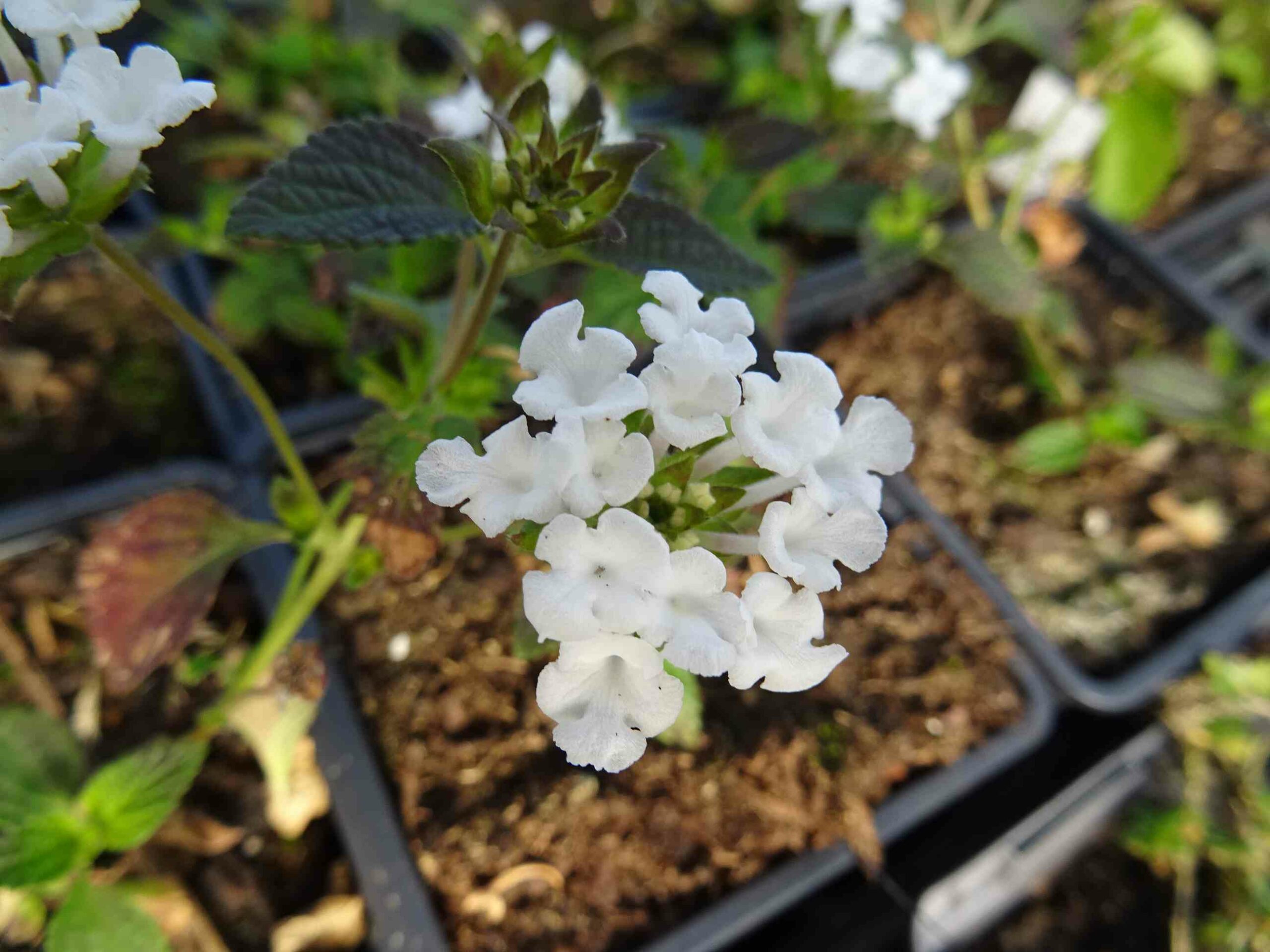 lantana_sellowiana_alba-1.jpg