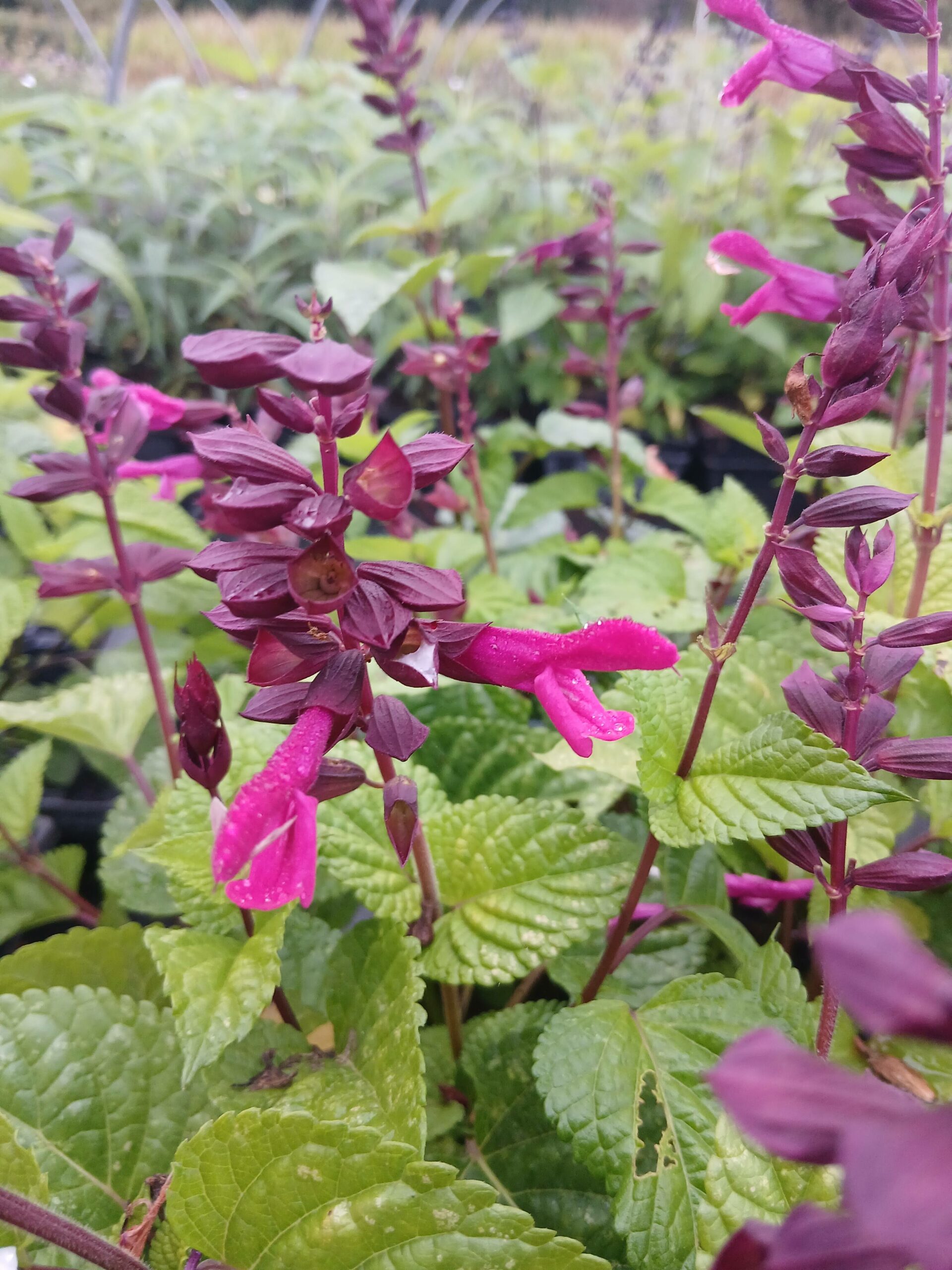 salvia_guaranitica_rockin_fuchsia-1.jpg