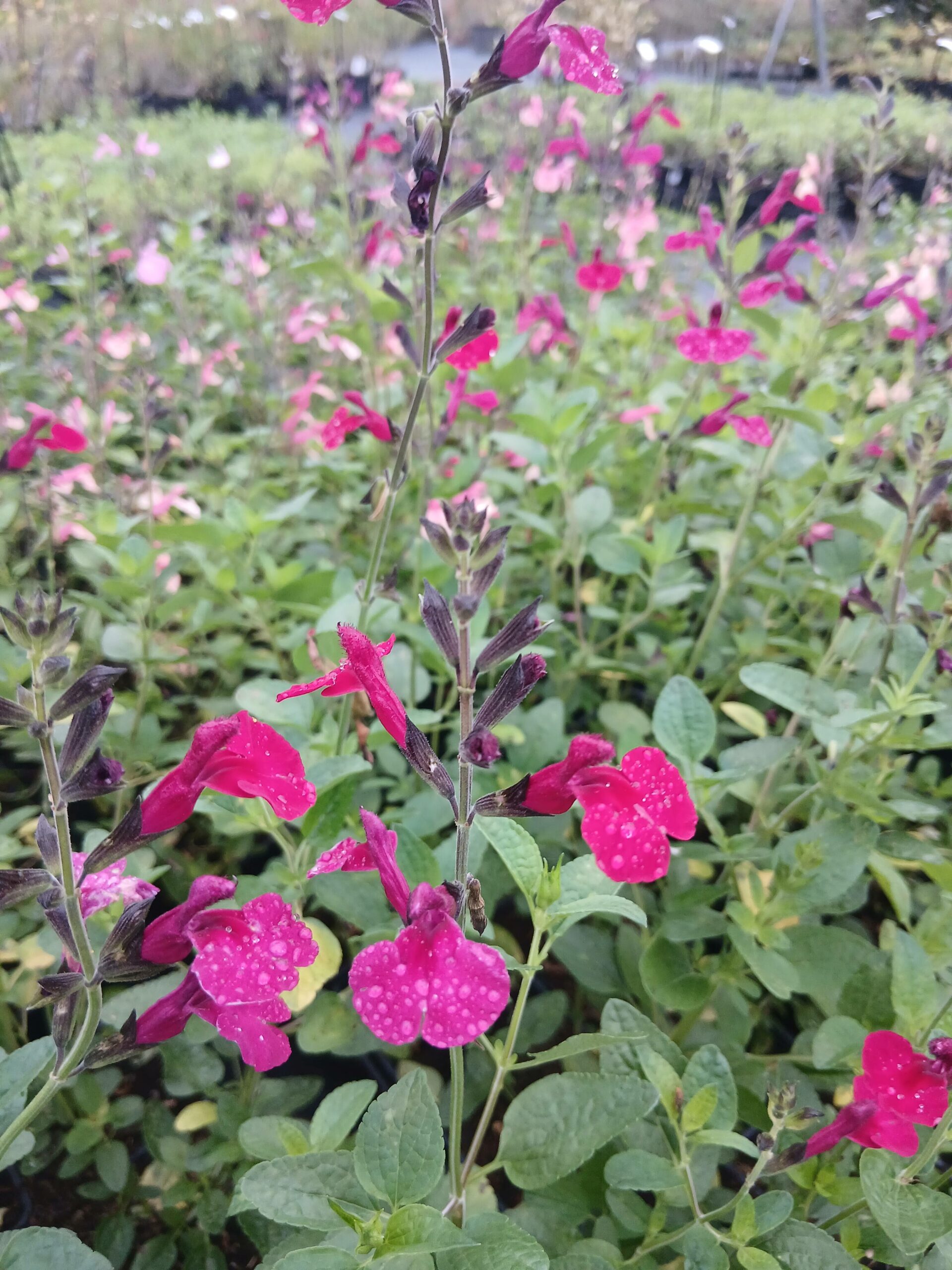 salvia_h_makris-1.jpg