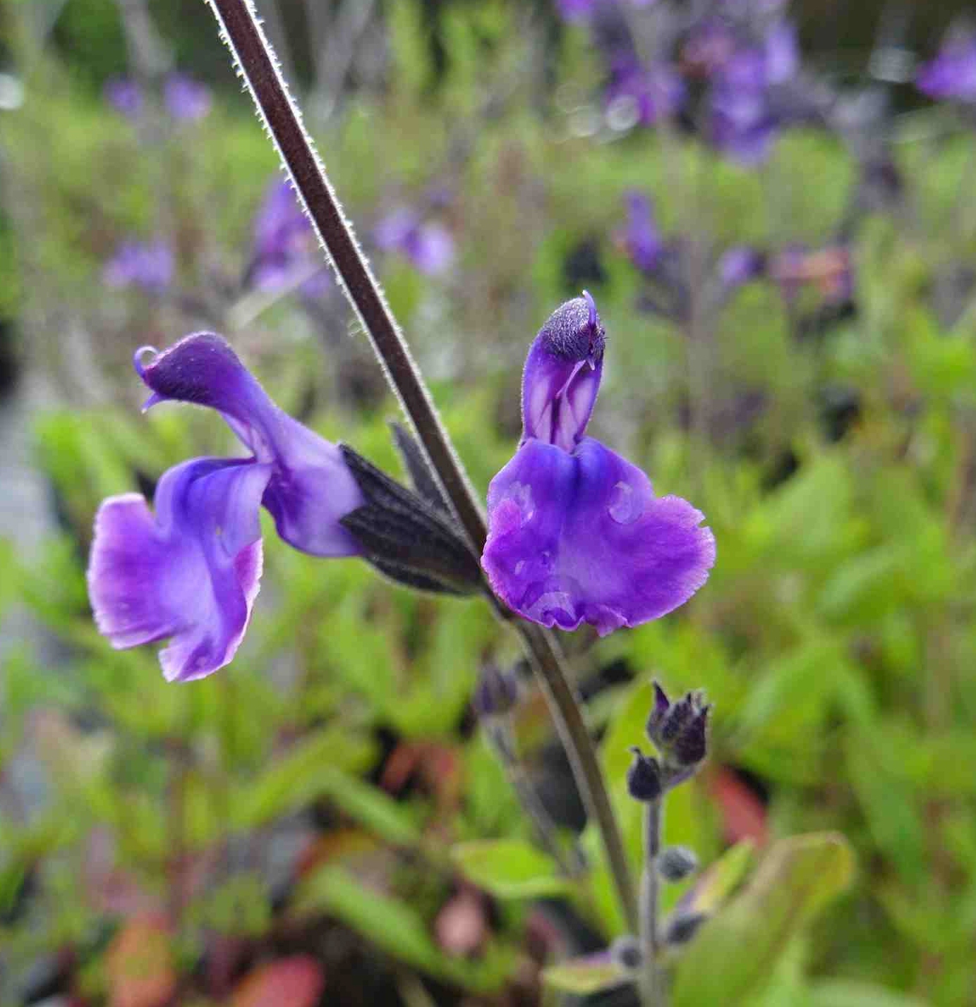 salvia_h_oriental_dove